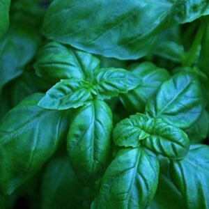 basil-1638474_640