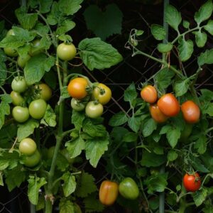 tomatoes-1583145_640