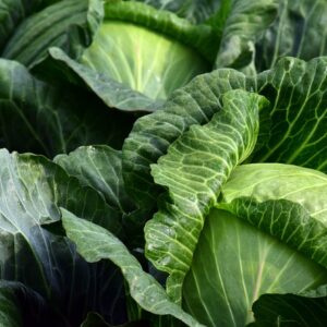 white-cabbage-2747316_1280