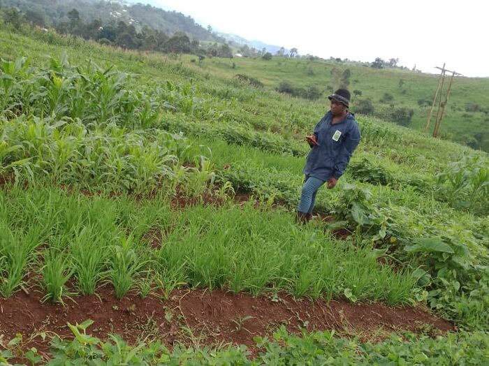 Field technician inspecting Bambili field B