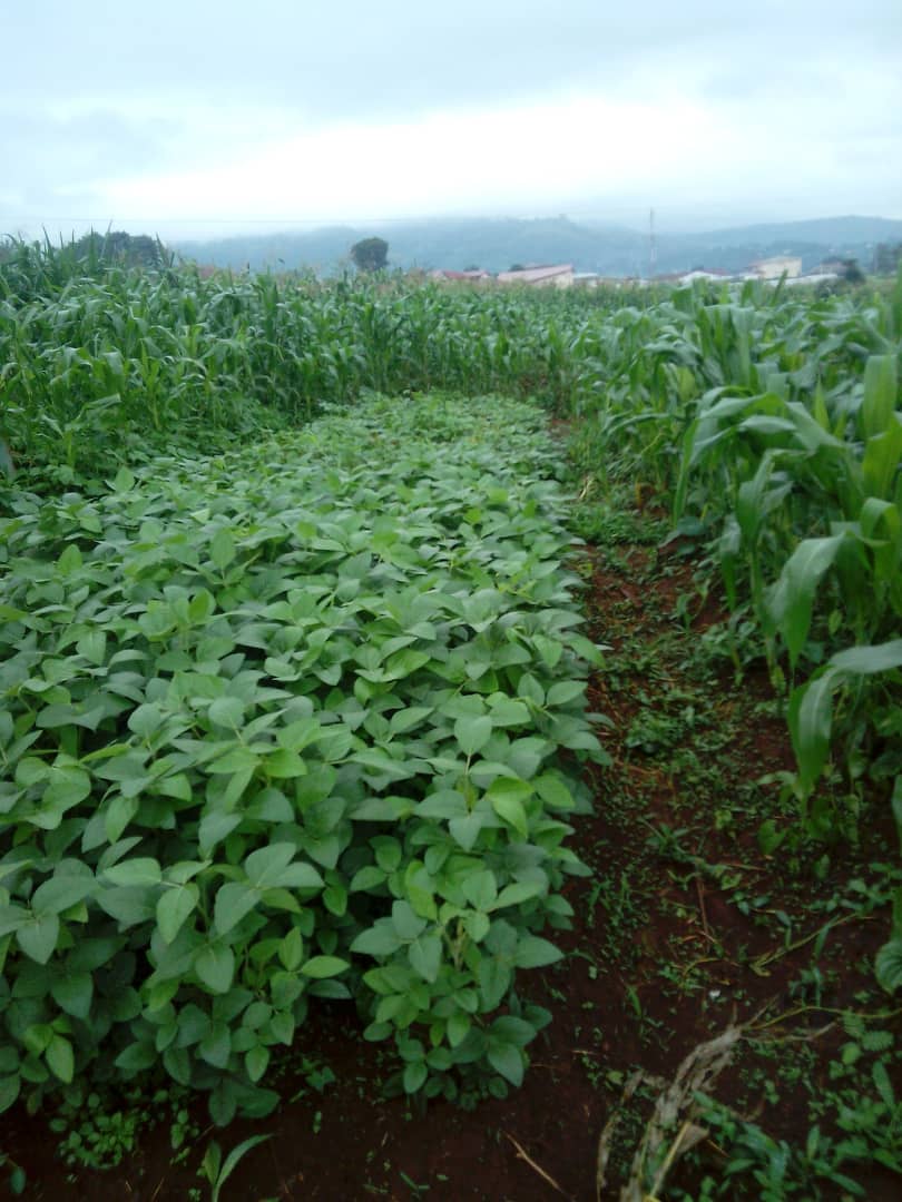 Maize and soya beans accessions at Bambili fields