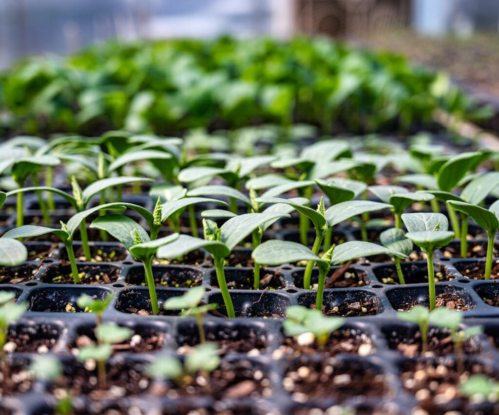 Safeguarding Cameroon’s Plant Genetic Biodiversity through the BOLD Project